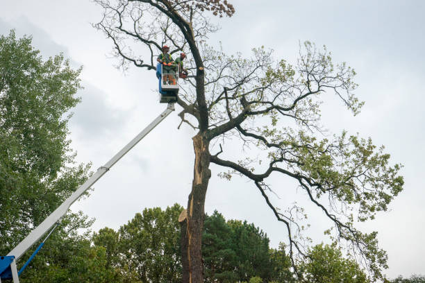  Hebron, IN Tree Services Pros