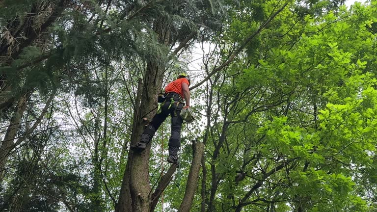 Best Hazardous Tree Removal  in Hebron, IN